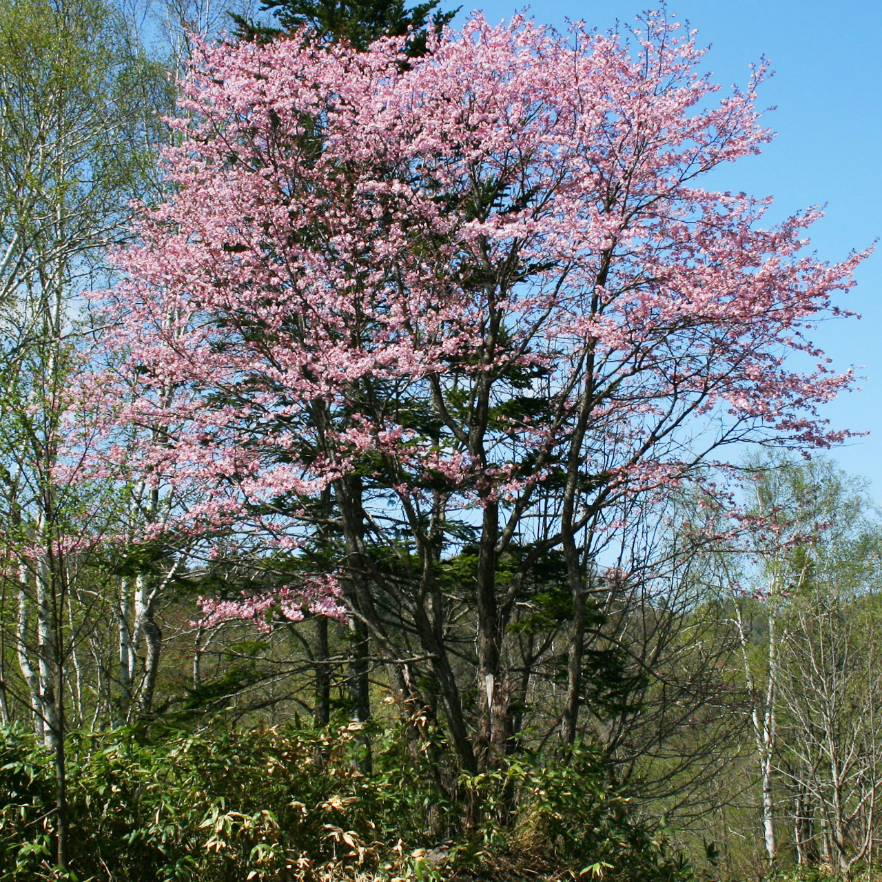 エゾヤマザクラ　蝦夷山桜
