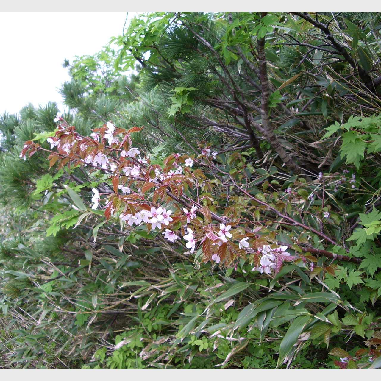 チシマザクラ　千島桜