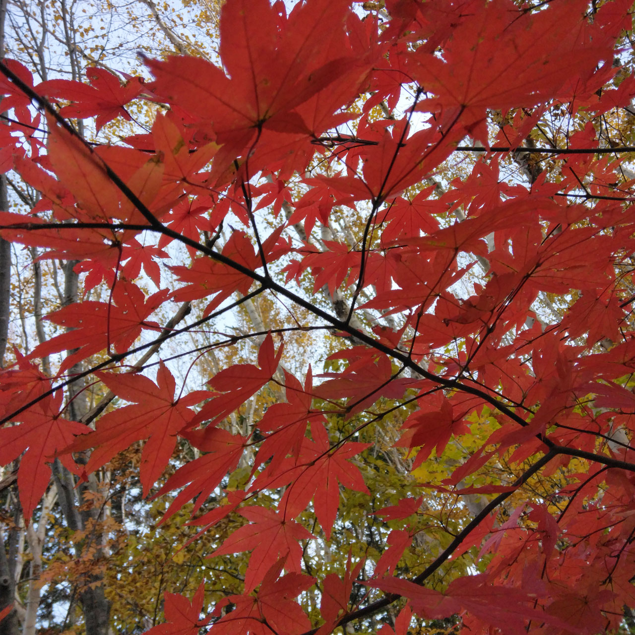 ヤマモミジ　山紅葉